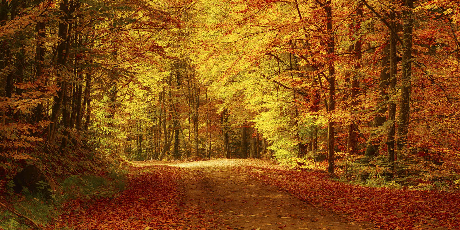 Großformat WandPoster Wald & Bäume Goldener Waldweg, 180x90cm