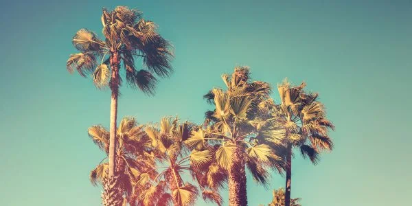 Kalifornien, USA Palmen retro look als Poster 120x60cm