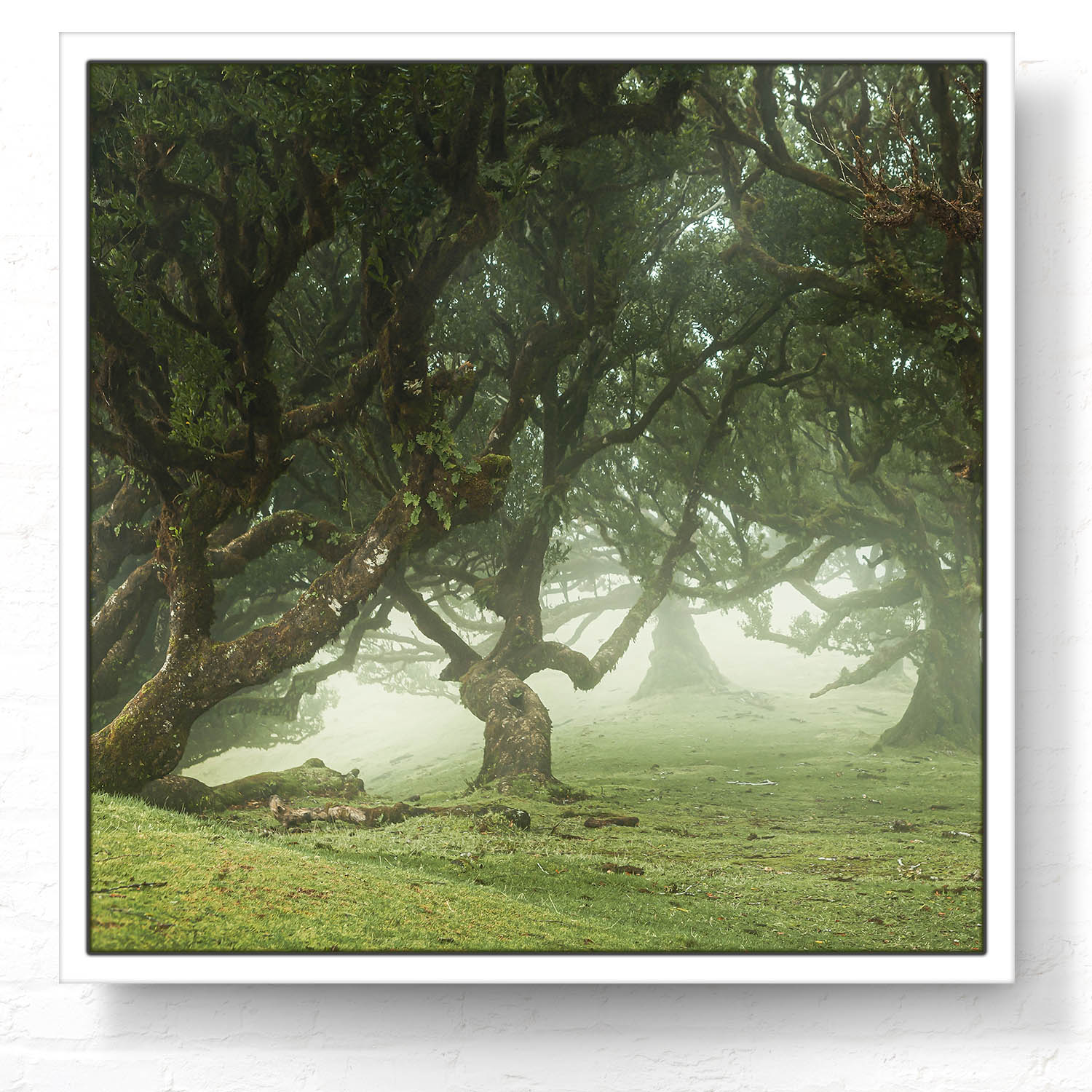 Wald & Bäume Nebel Gestalten im weißen Bilderrahmen, 50x50cm