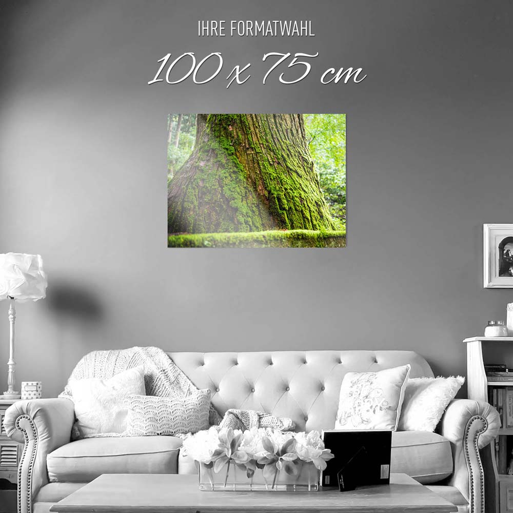 WandPoster 100x75cm Moos, Wald & Baum