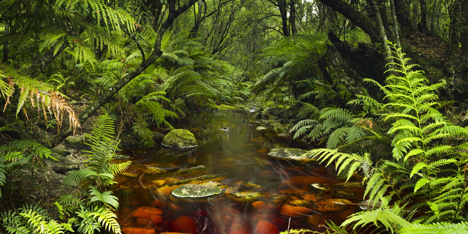 Großformat WandPoster Wald & Bäume Wasserlauf, 180x90cm