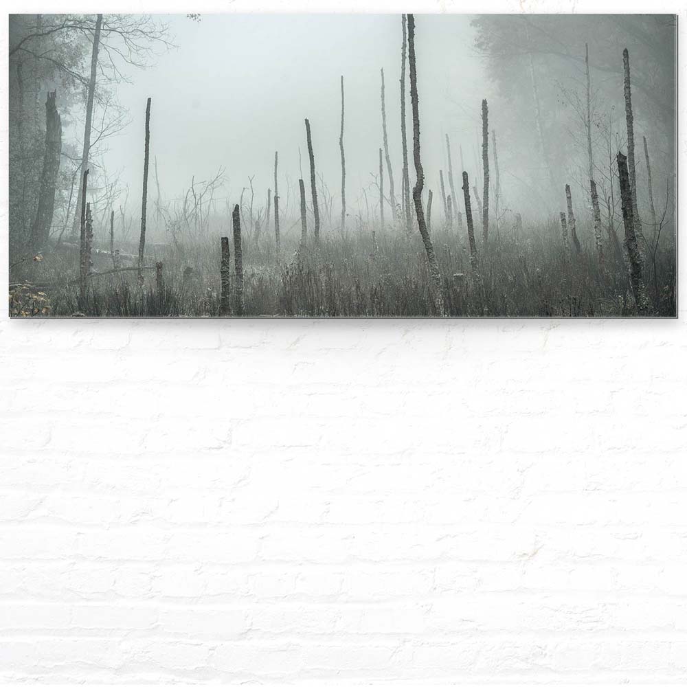 Wald Bäume Sumpfgebiet als Acrylglasverbund Bild 110x50cm