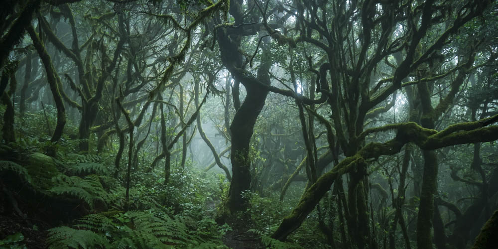 Großformat WandPoster Wald Dschungel Düstere Bäume, 180x90cm