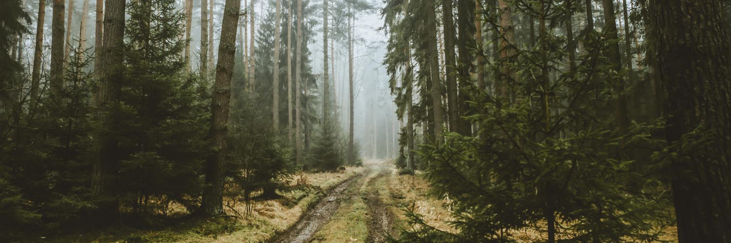 Alu-Dibond Bild 150x50cm groß Wald Spaziergang