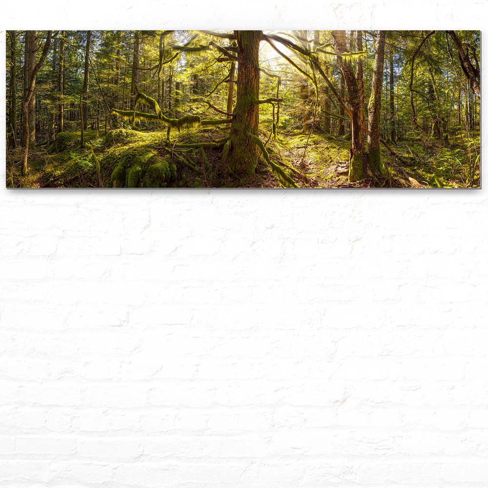 Alu-Dibond Bild 150x50cm groß Wald Baum Sonnenhain
