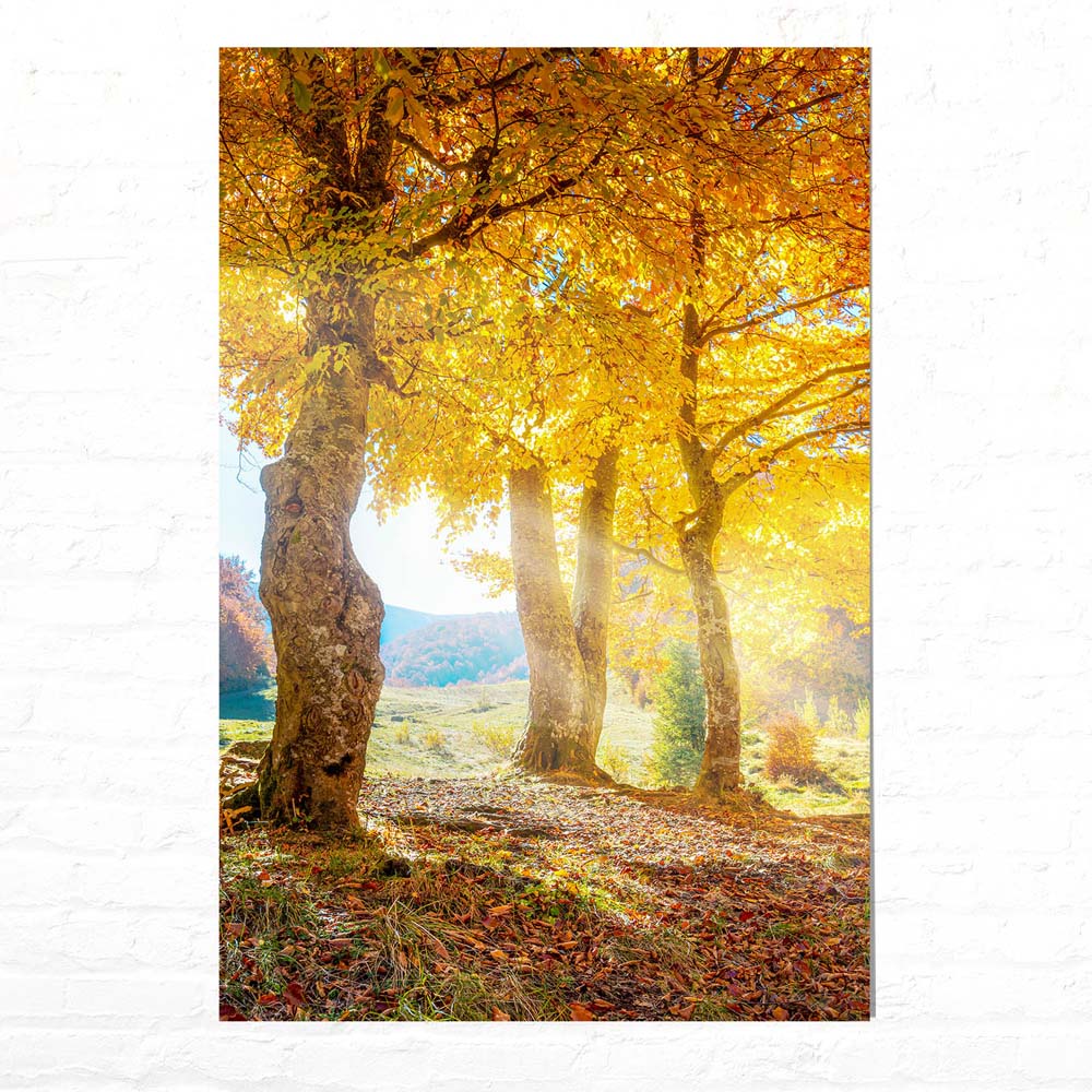 Wald & Bäume Herbst Sonne Poster XXL 100x150cm im Hochformat