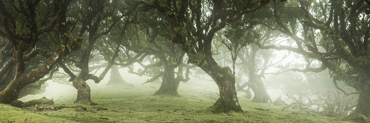 Wald & Bäume Nebel Gestalten im schwarzen Bilderrahmen, 150x50cm