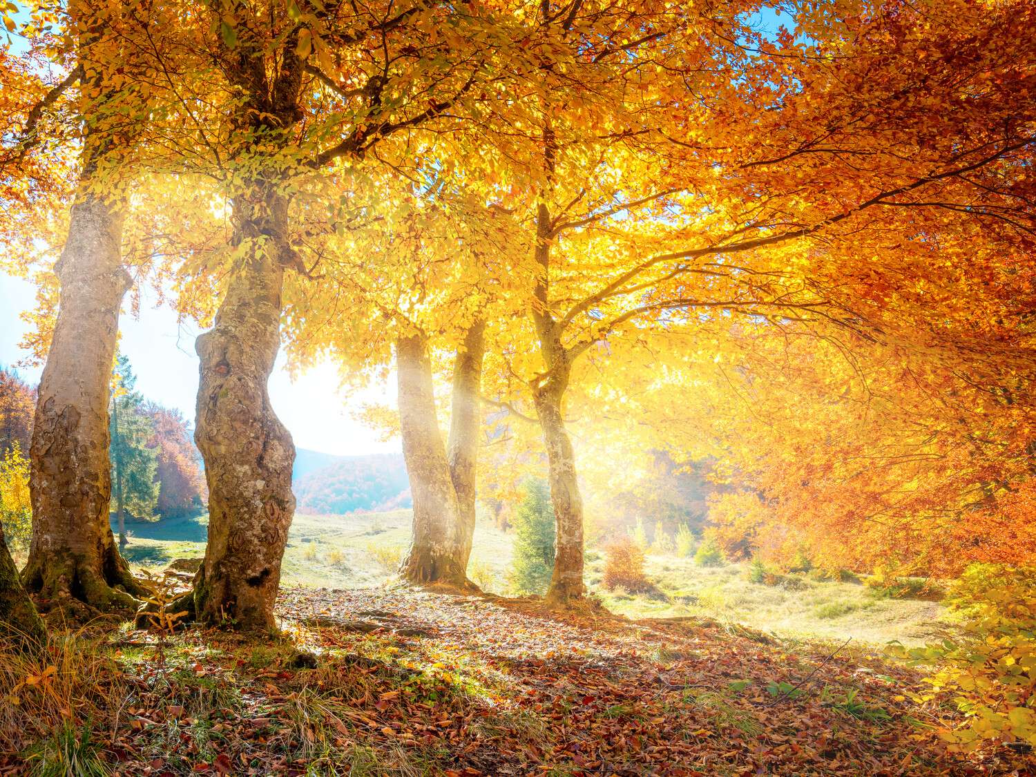Poster Herbst Sonne Wald & Bäume, 100x75cm groß