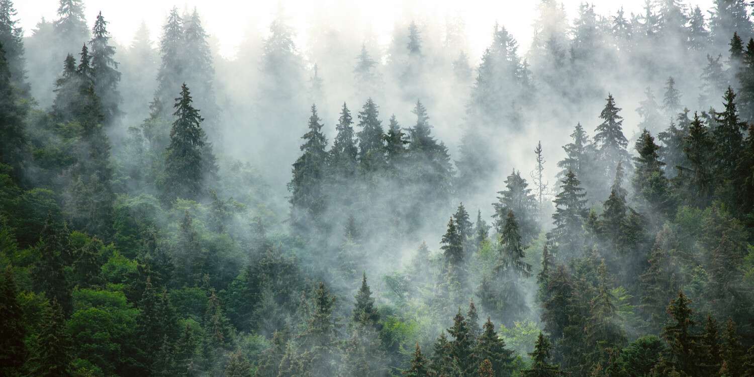 Leinwandbild 120x60cm Wald & Bäume, Nebelstimmung