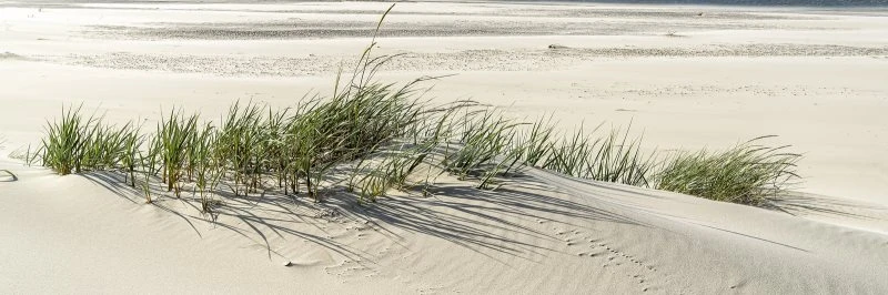 Keilrahmenbild 150x50cm, Strand & Meer Dünengras Ostsee