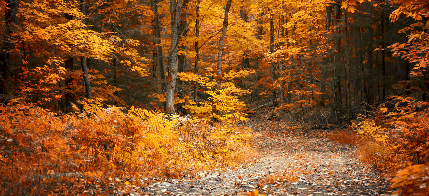 Acrylglasbild Wald & Bäume, Herbst Wanderung II, 110x50cm groß