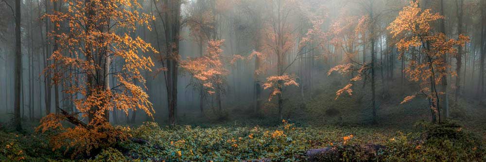 Acrylglasbild 150x50cm groß Wald Herbstidylle