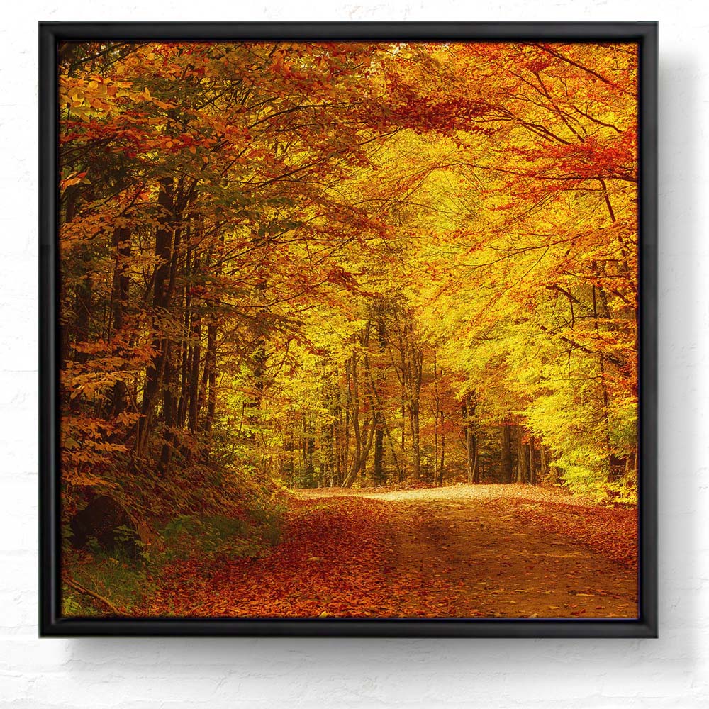 Wald & Bäume Goldener Waldweg im schwarzen Bilderrahmen, 80x80cm