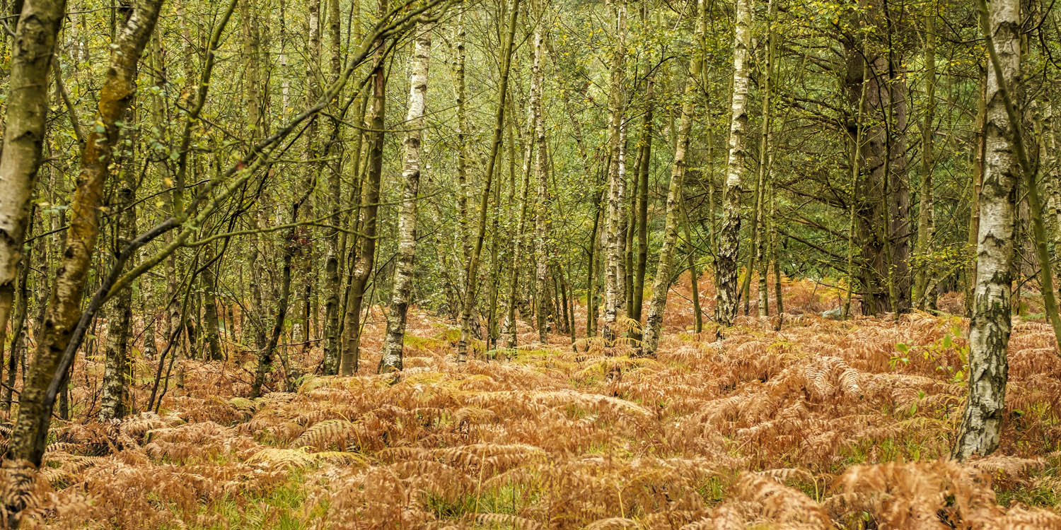 Wald & Bäume Farn im Herbst als Poster 120x60cm