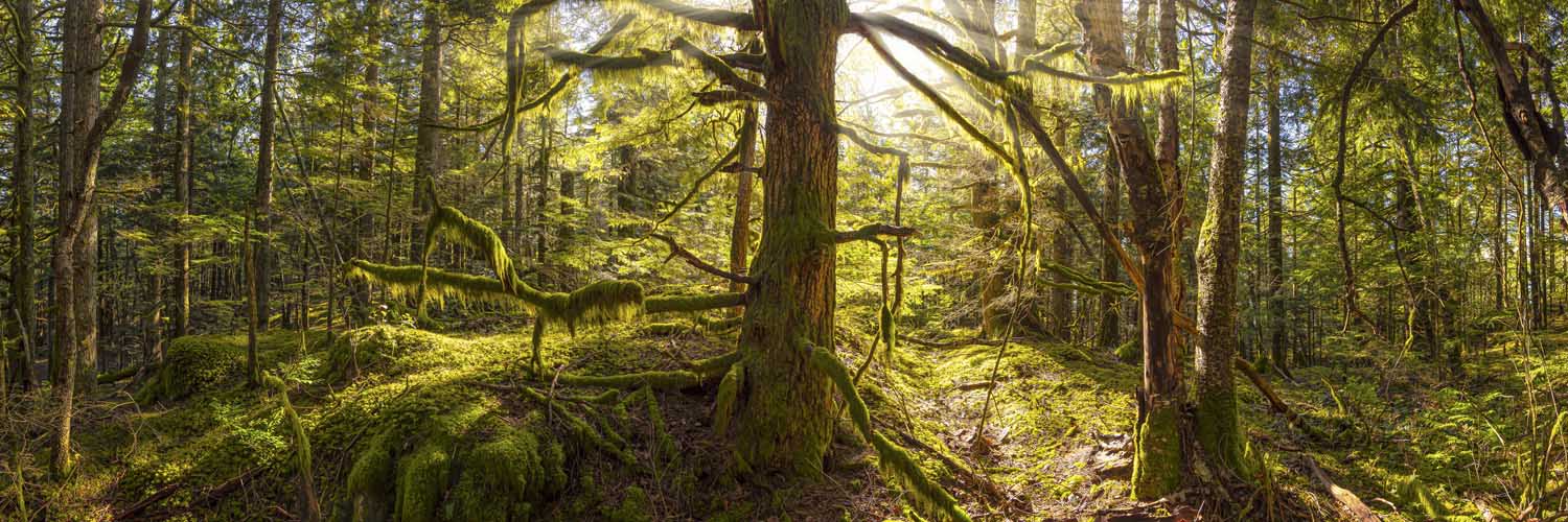 Alu-Dibond Bild 150x50cm groß Wald Baum Sonnenhain
