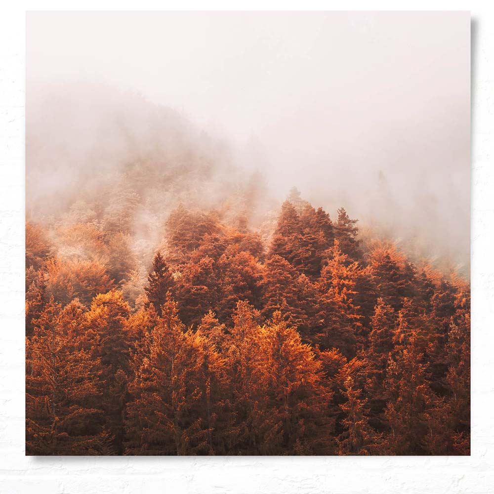 Poster 50x50cm Herbst Nebelwald Wald & Bäume