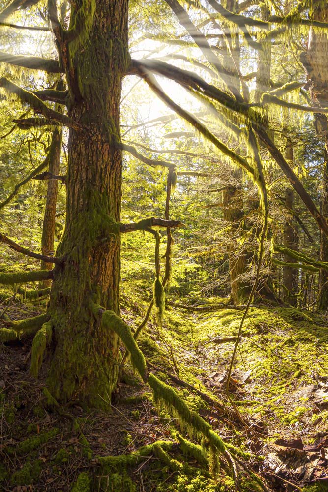 Keilrahmenbild Hochformat, Wald Baum, Sonnenhain 60x90cm groß