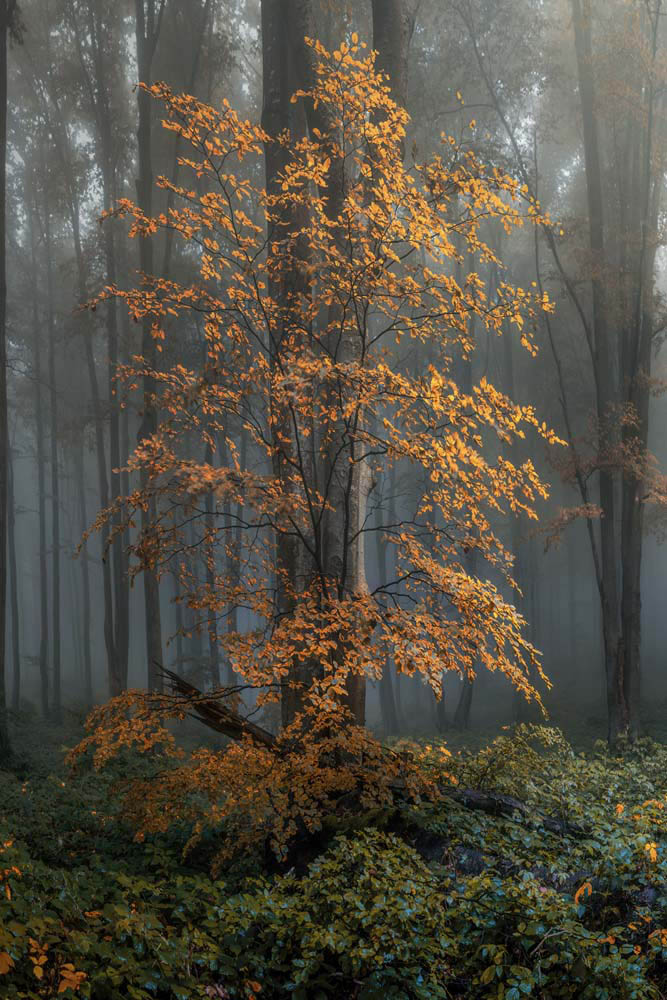 Keilrahmenbild Hochformat, Wald, Herbstidylle 60x90cm groß