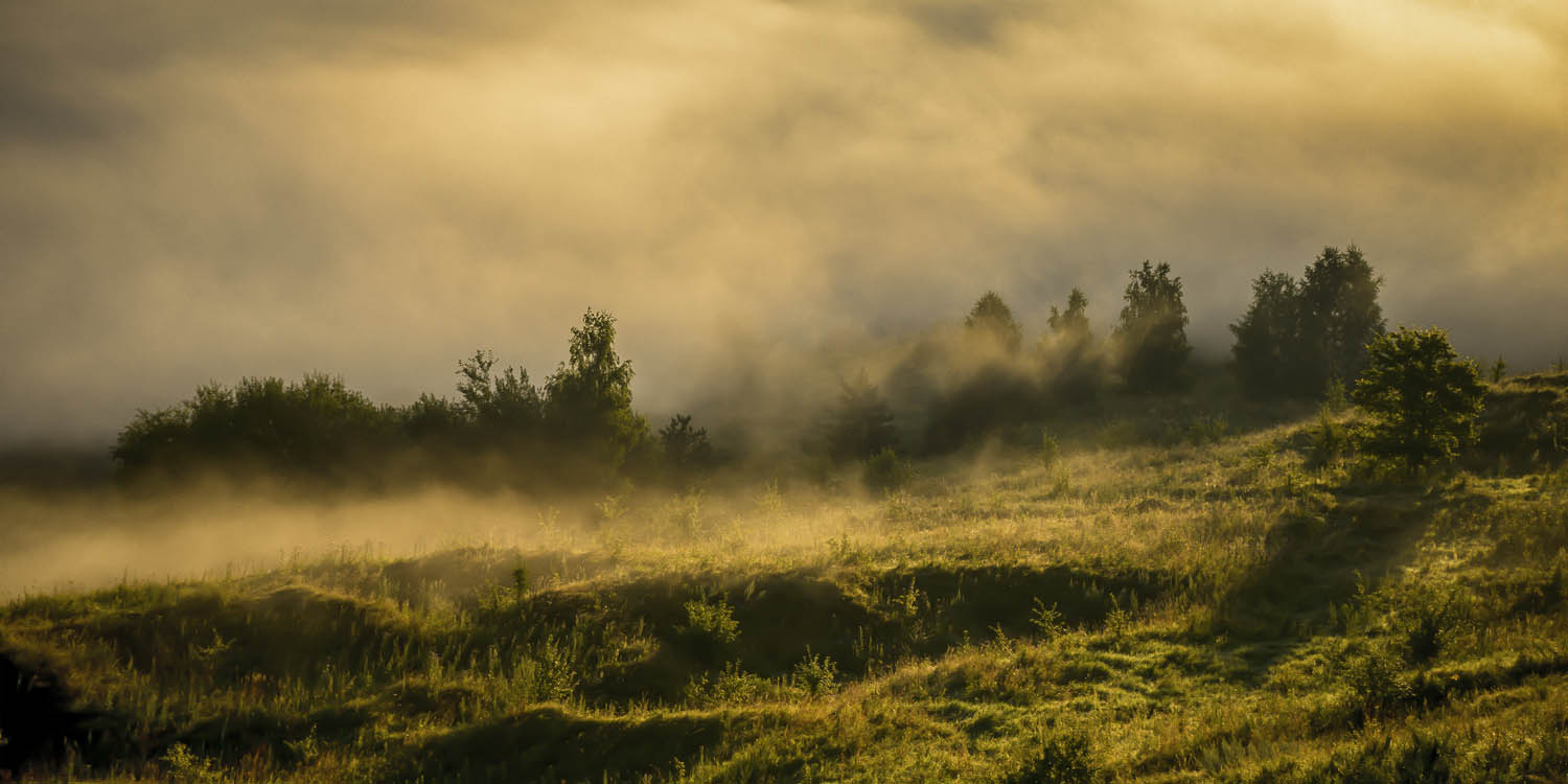Wald Wiese Nebel am Morgen als Acrylglasverbund Bild 180x90cm