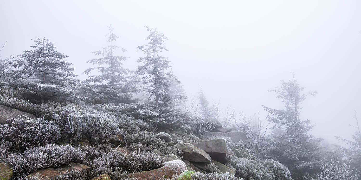 Großformat Poster Wald & Bäume Schwarzwald Frost, 180x90cm