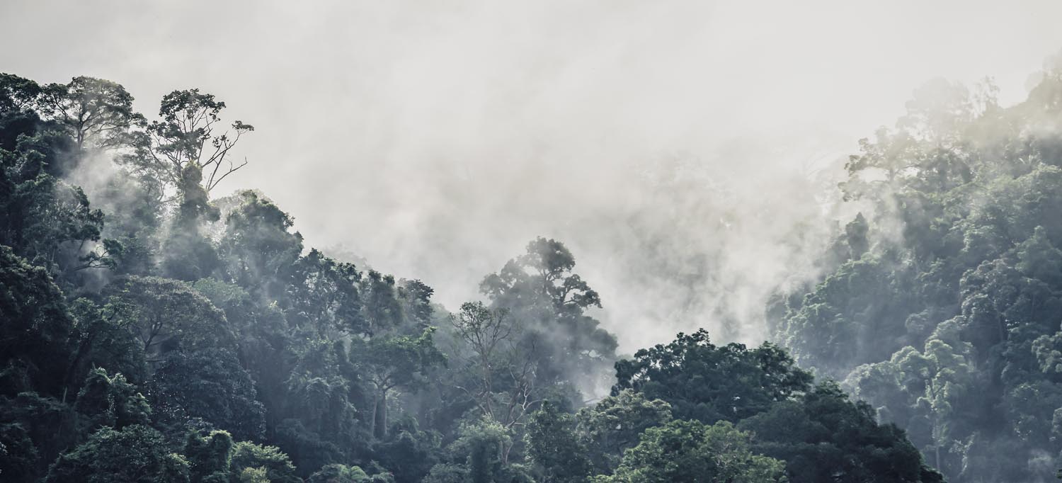 Dschungel weiter Ausblick im weißen Bilderrahmen, 110x50cm