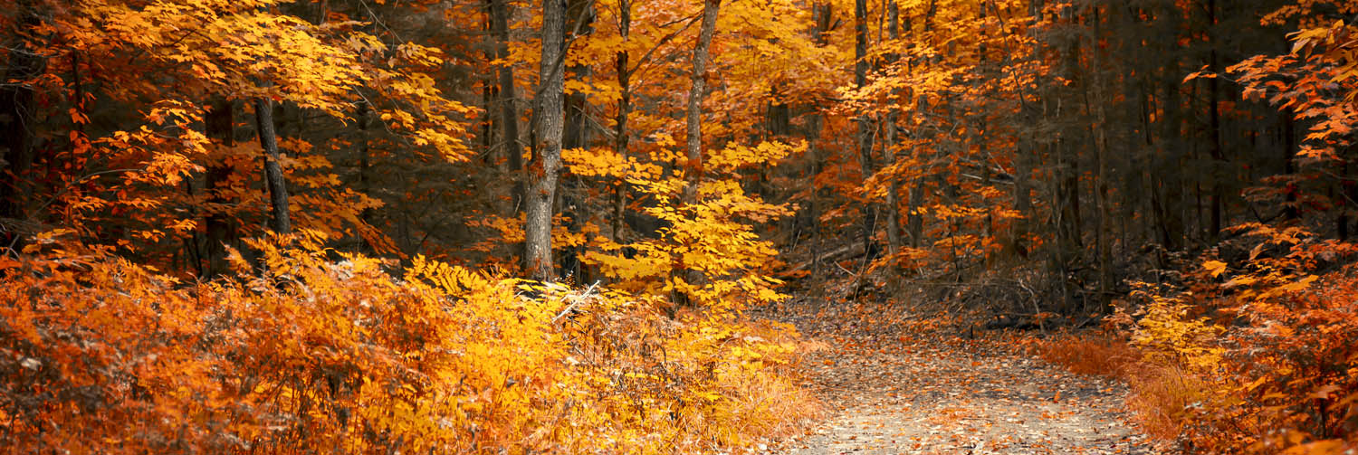 Wald & Bäume Herbst Wanderung II im schwarzen Bilderrahmen, 150x50cm