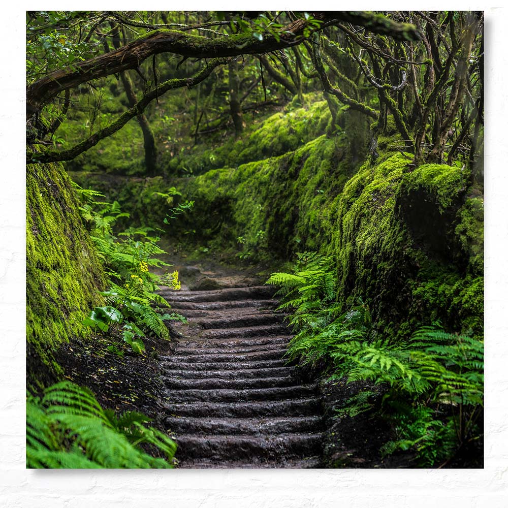 WandPoster Teneriffa Anaga Regenwald, 50x50cm