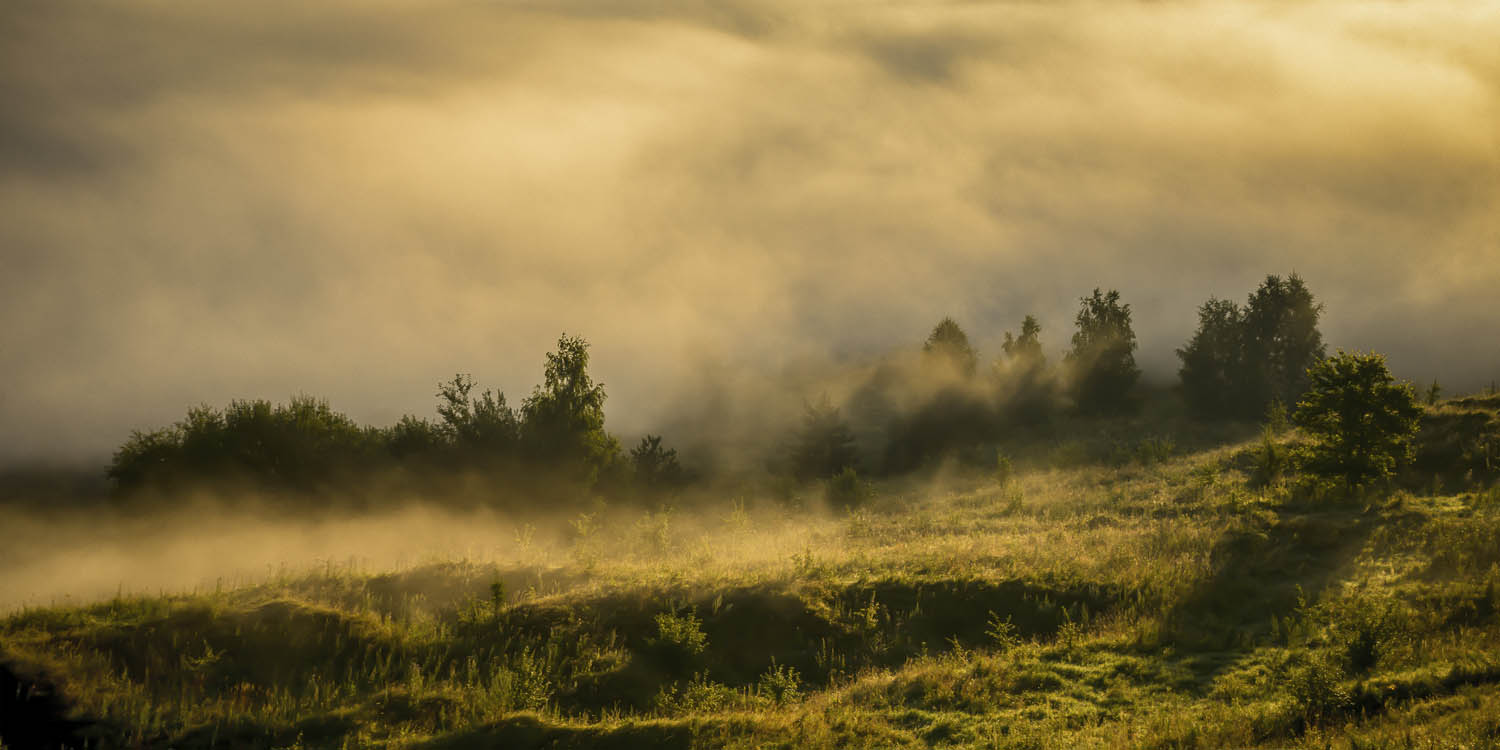 Wald Wiese Nebel am Morgen im weißen Bilderrahmen, 120x60cm