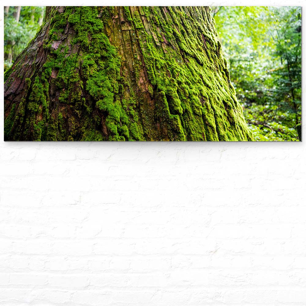 Wandbild auf Alu-Dibond, Wald & Baum Moos, 110x50cm groß