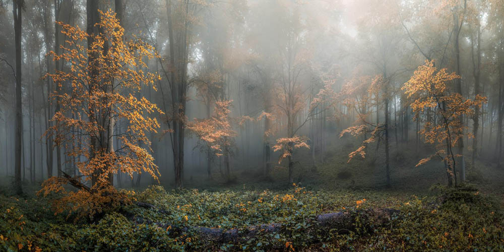 Wald Herbstidylle als Acrylglas Bild 120x60cm