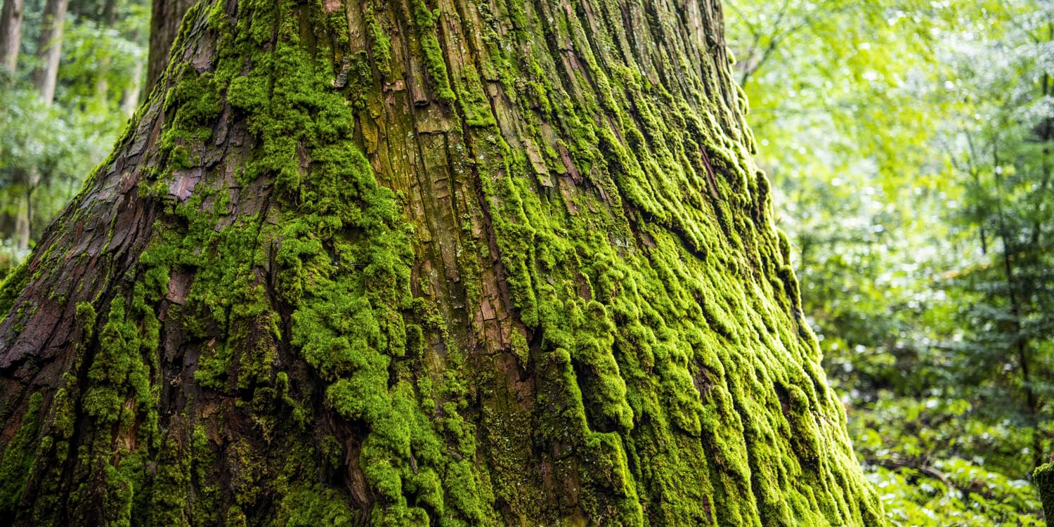 Wald & Baum Moos als Keilrahmenbild 180x90cm