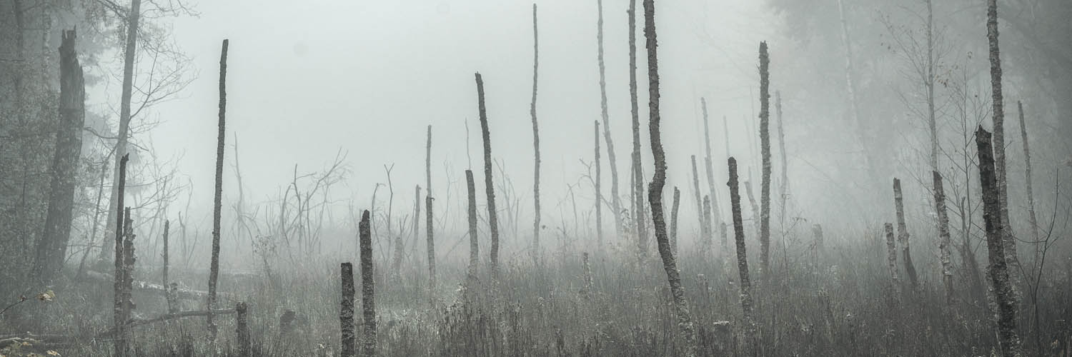 Panorama Poster 150x50cm, Wald Bäume Sumpfgebiet