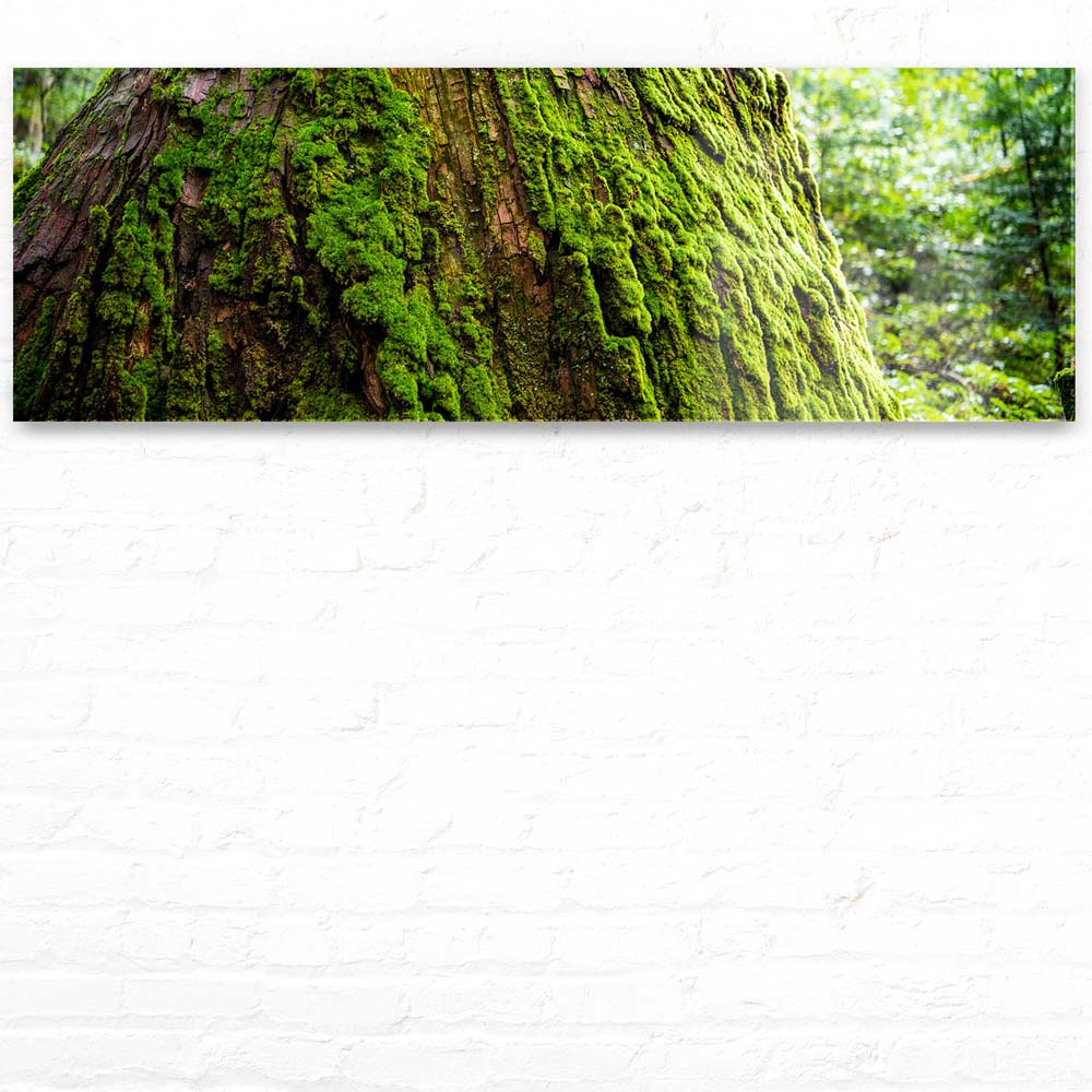 Acrylglasbild 150x50cm groß Wald & Baum Moos