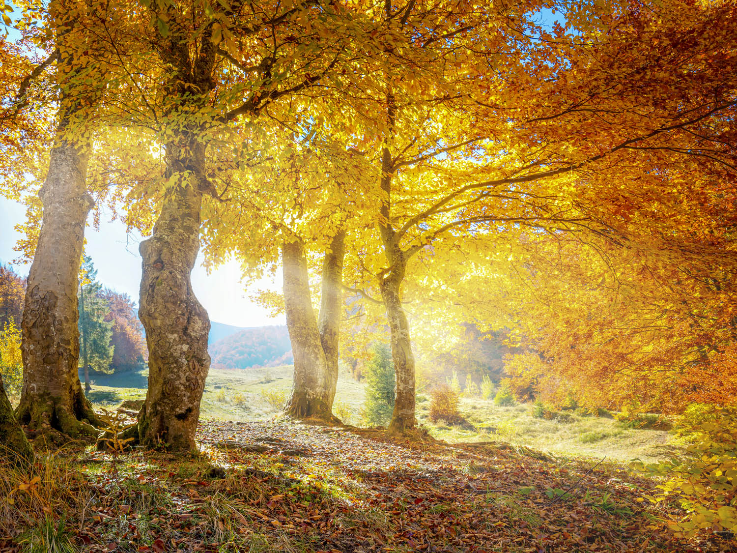 Poster Herbst Sonne Wald & Bäume, 100x75cm groß