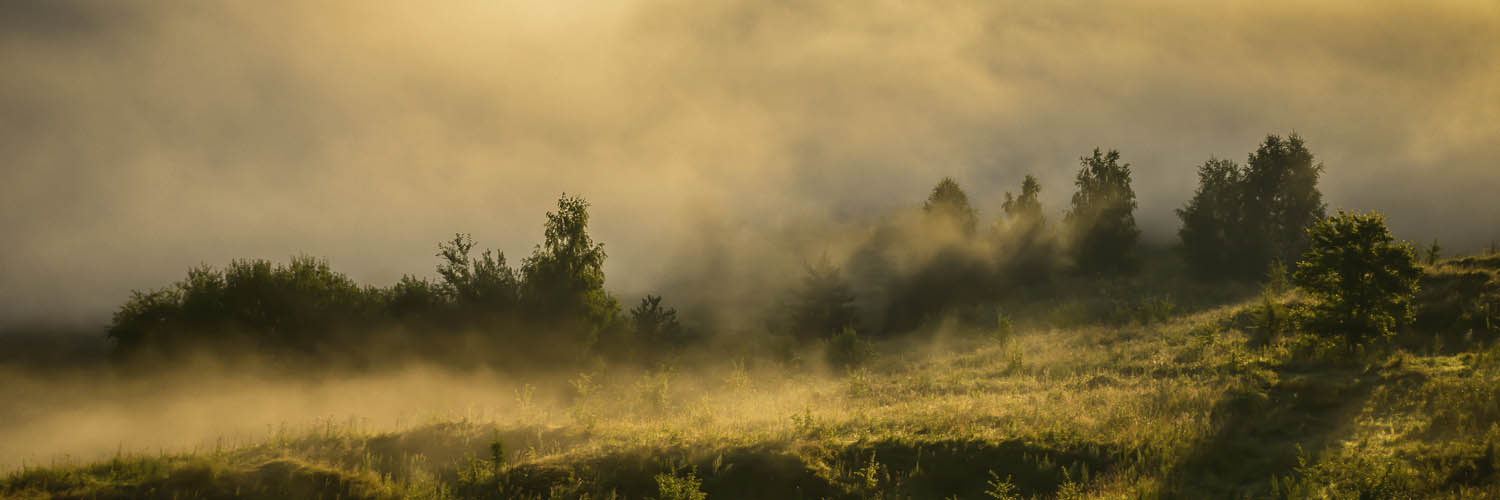 Panorama Poster 150x50cm, Wald Wiese Nebel am Morgen