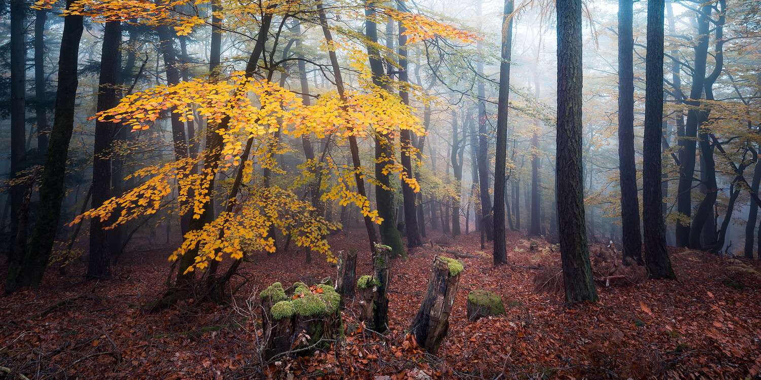 Wald & Nebel Herbst im Pfläzerwald  im schwarzen Bilderrahmen, 180x90cm