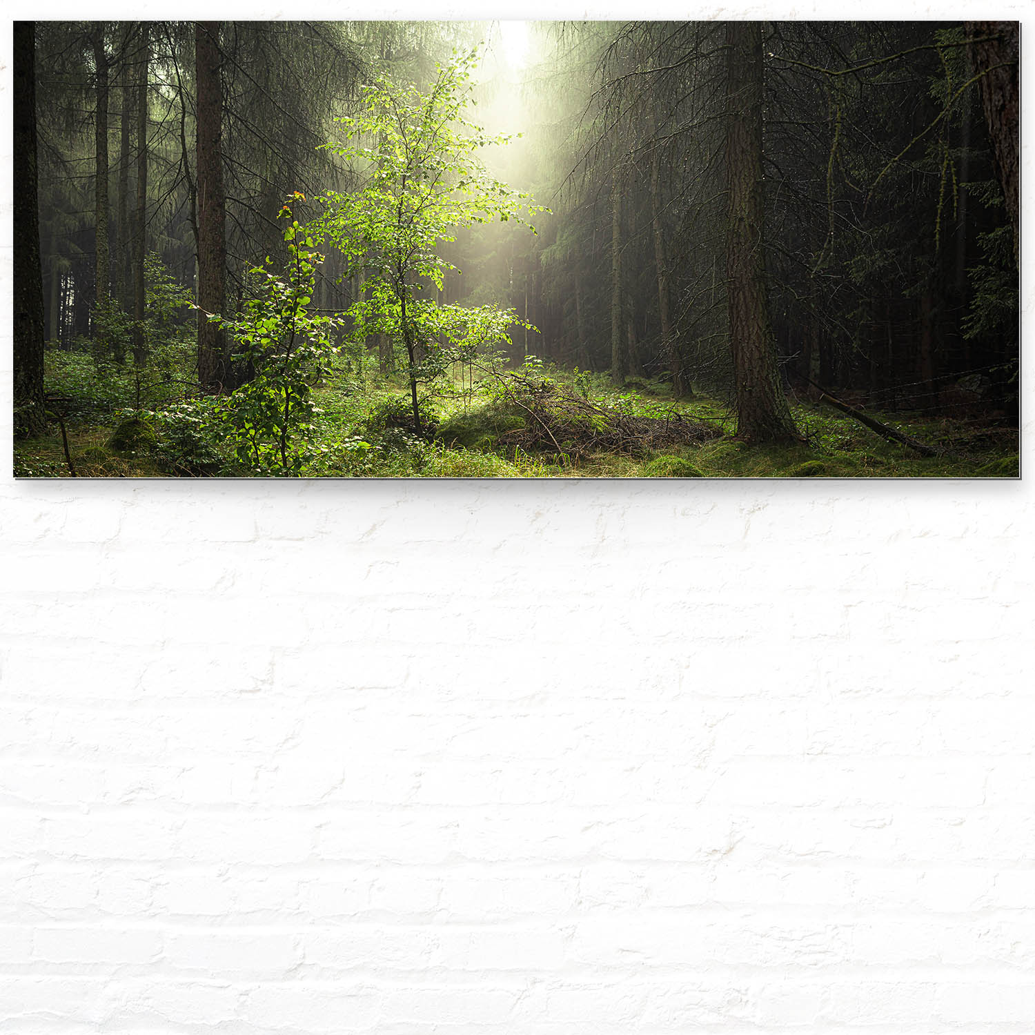 Wandbild auf Alu-Dibond, Wald & Bäume Lichtung, 110x50cm groß