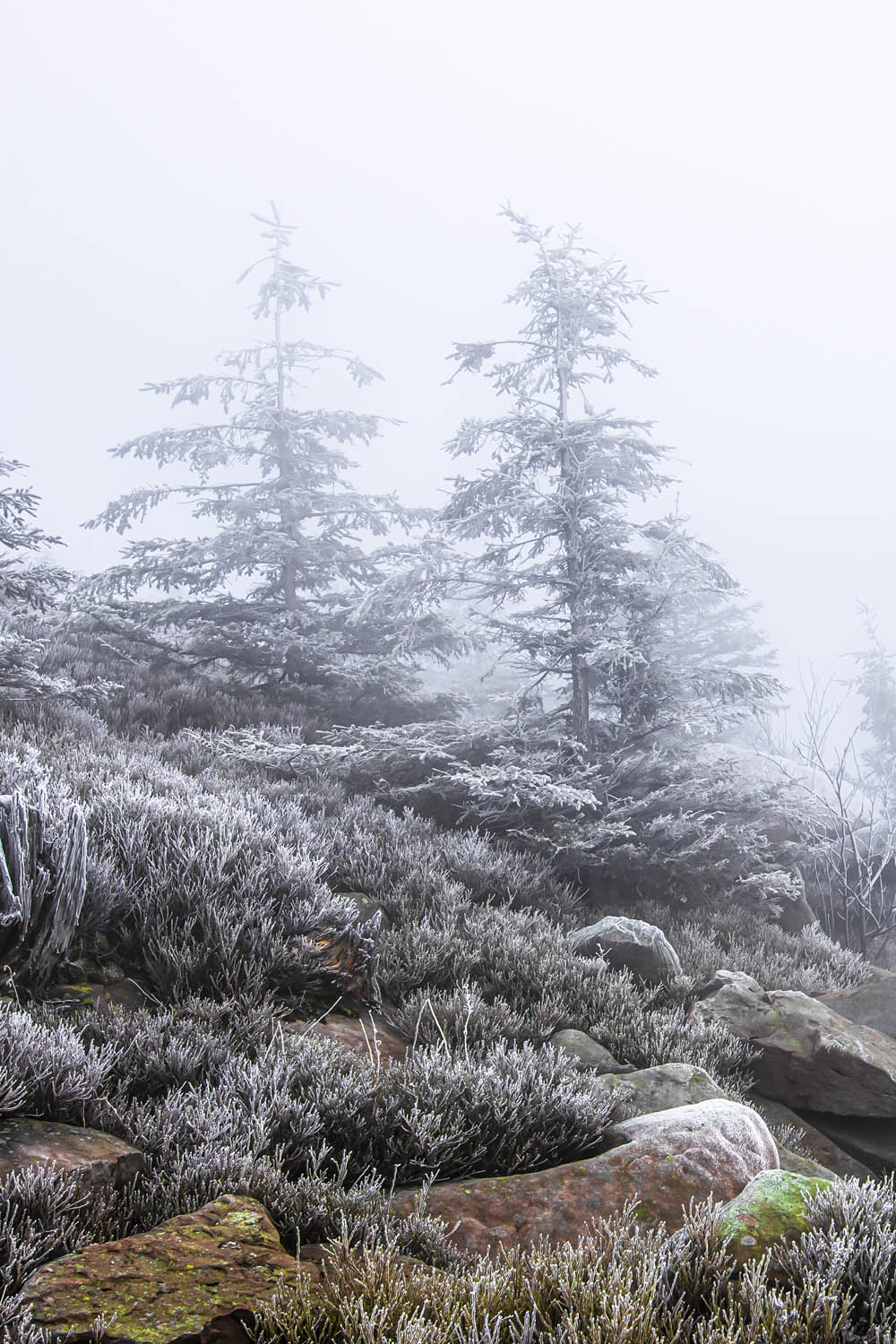 Poster 60x90cm im Hochformat, Schwarzwald Frost Wald & Bäume
