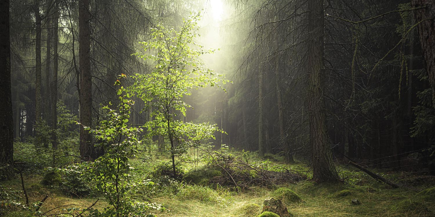 Wald & Bäume Lichtung als Alu-Dibond Bild 120x60cm