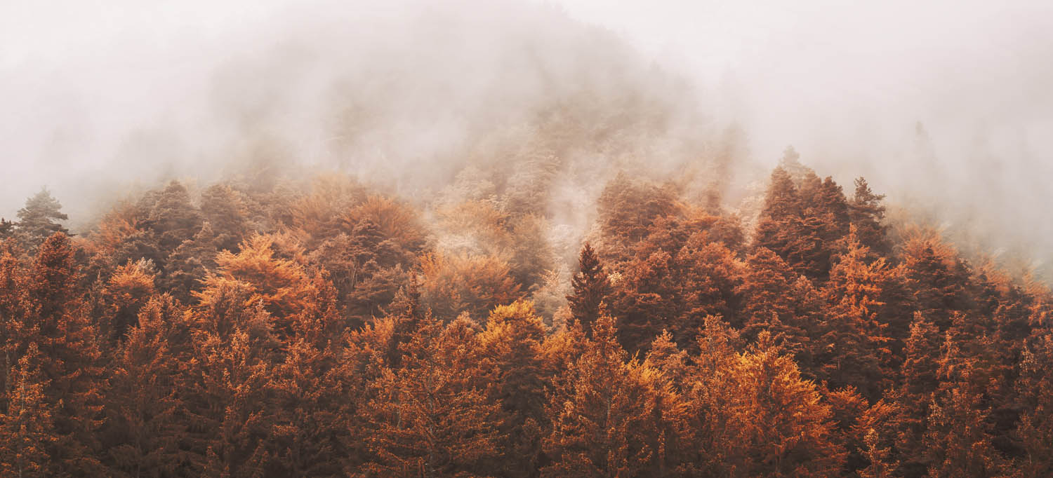 Wald & Bäume Herbst Nebelwald im schwarzen Bilderrahmen, 110x50cm