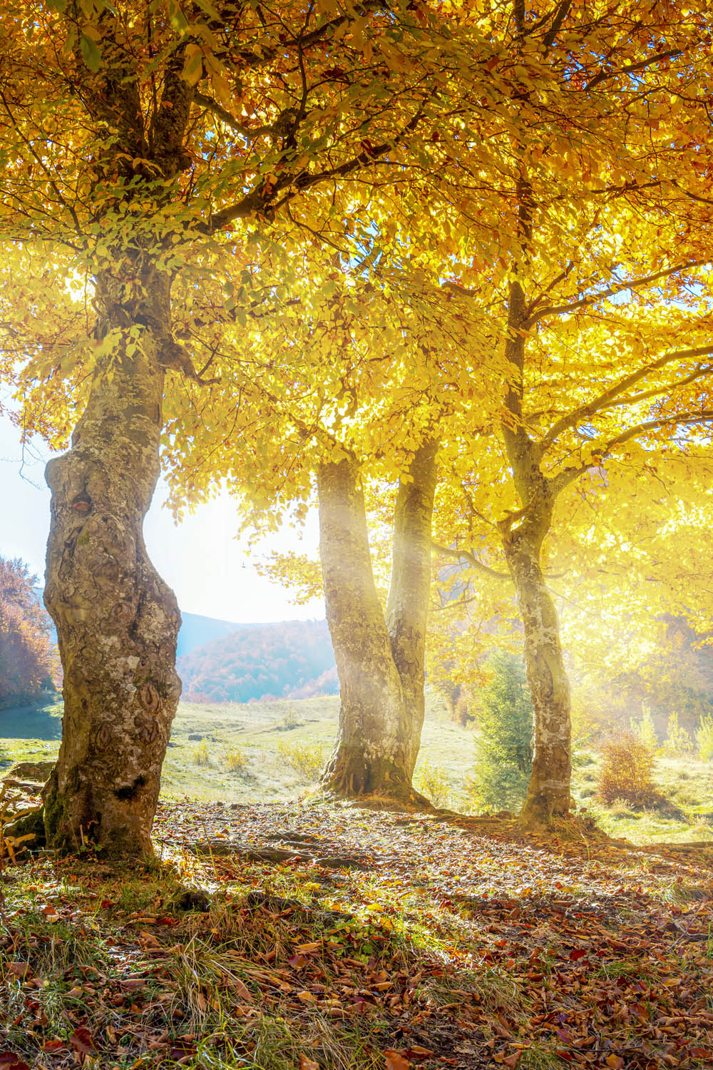 Wald & Bäume Herbst Sonne Poster XXL 100x150cm im Hochformat