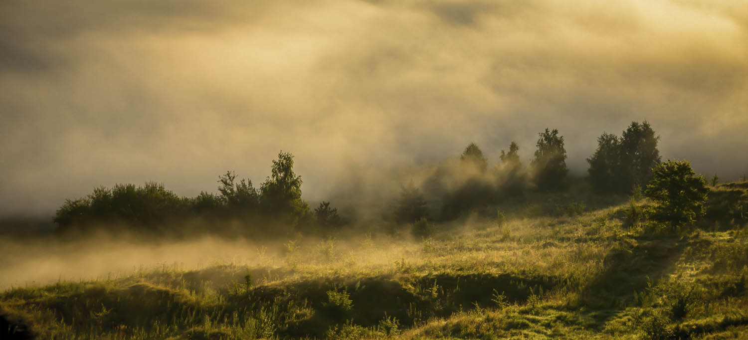 Wald Wiese Nebel am Morgen im schwarzen Bilderrahmen, 110x50cm