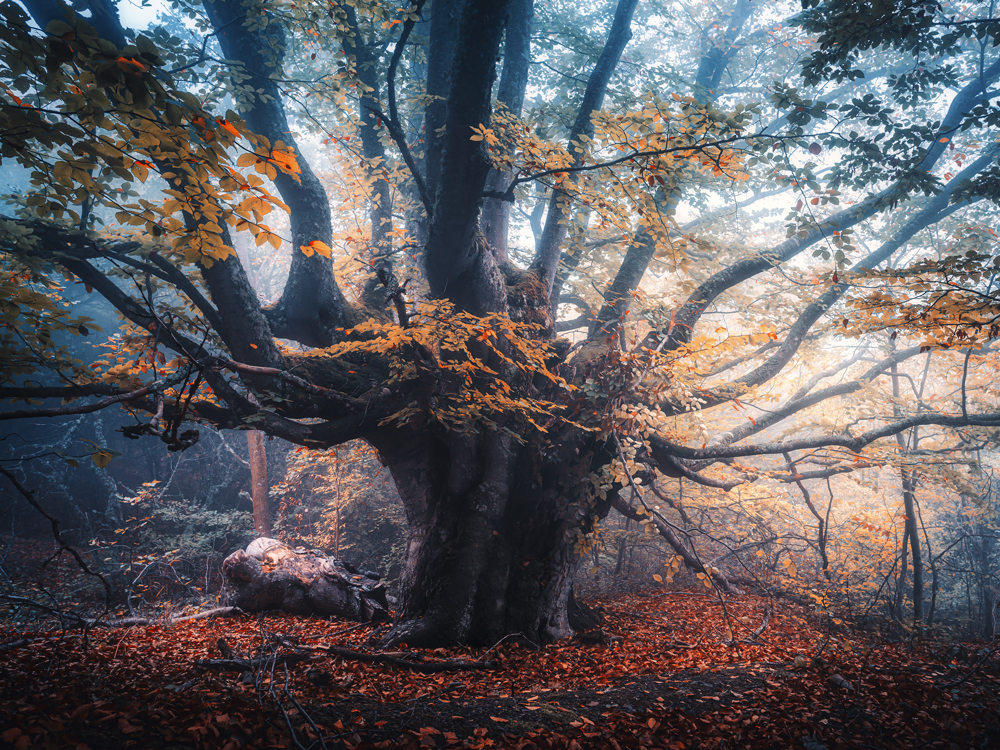 Baum Herbstbuche im weißen Bilderrahmen, 100x75cm