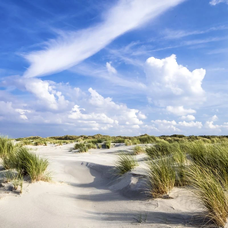 Strand & Meer Dünen Langenoog Nordsee als Alu-Dibond Bild 80x80cm