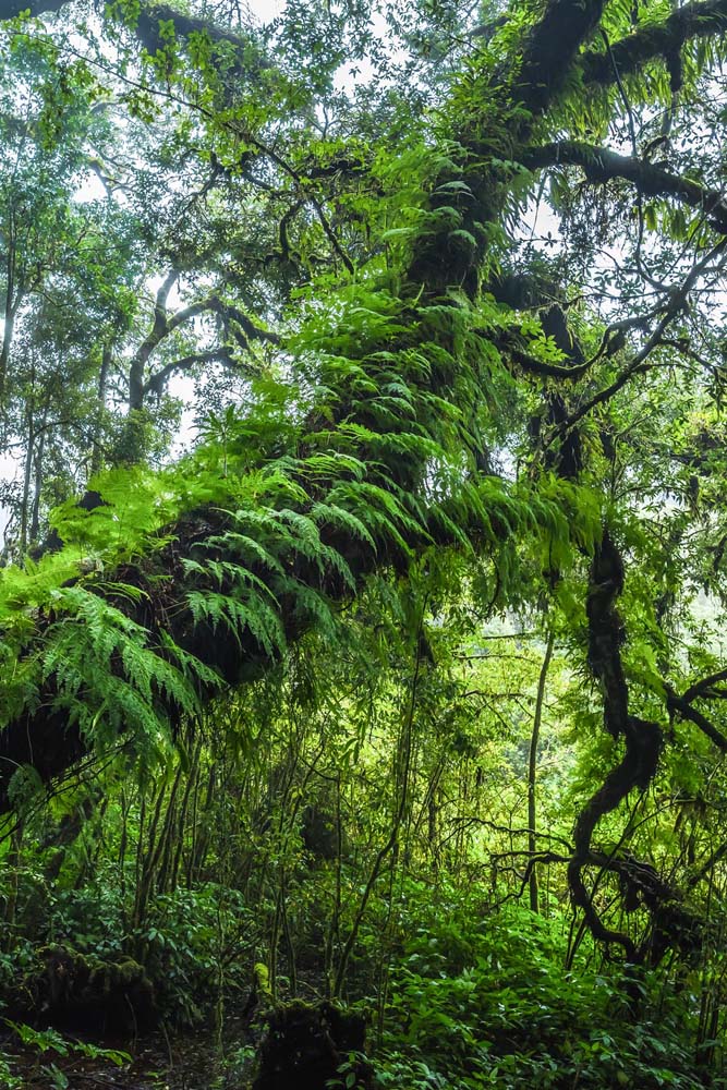 Wald & Bäume Farnimpression im Hochformat 60x90cm mit schwarzen Bilderrahmen