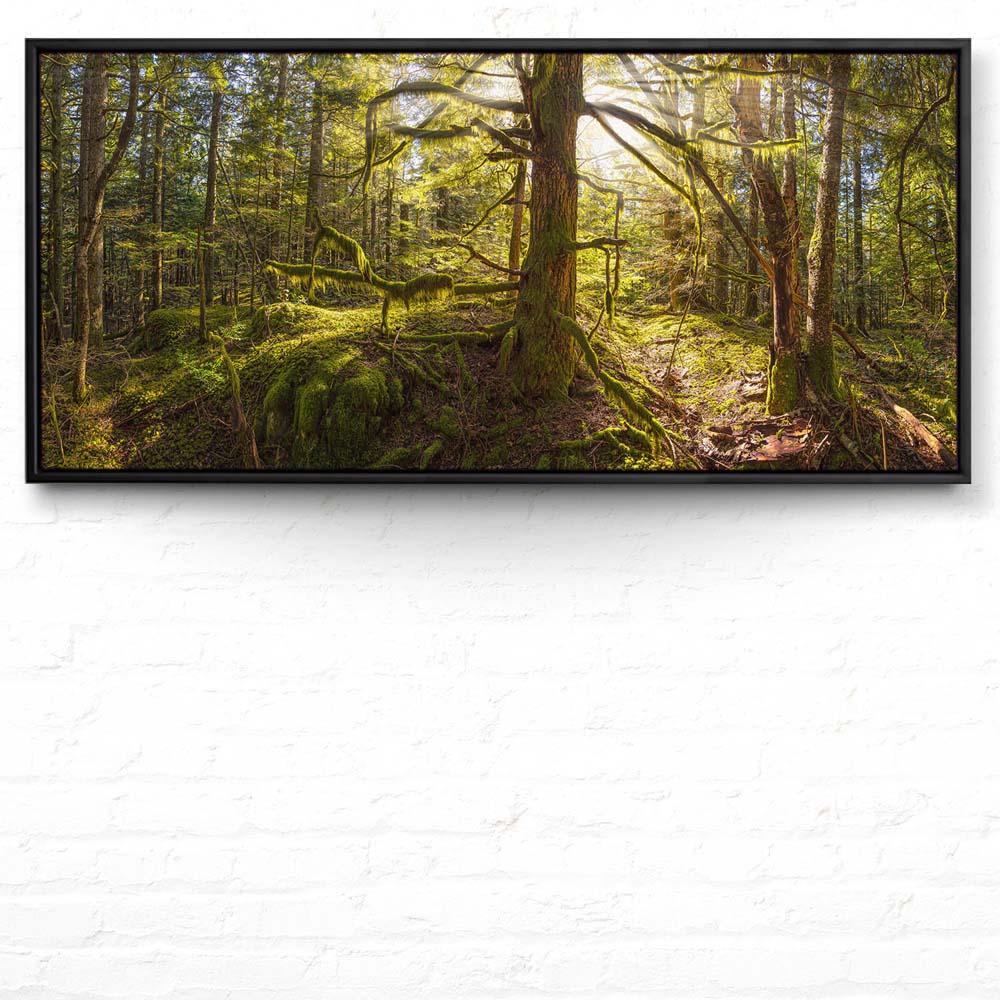 Wald Baum Sonnenhain im schwarzen Bilderrahmen, 110x50cm