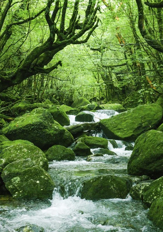 Poster Japan Waldbach Flüsse & Seen, 70x100cm groß