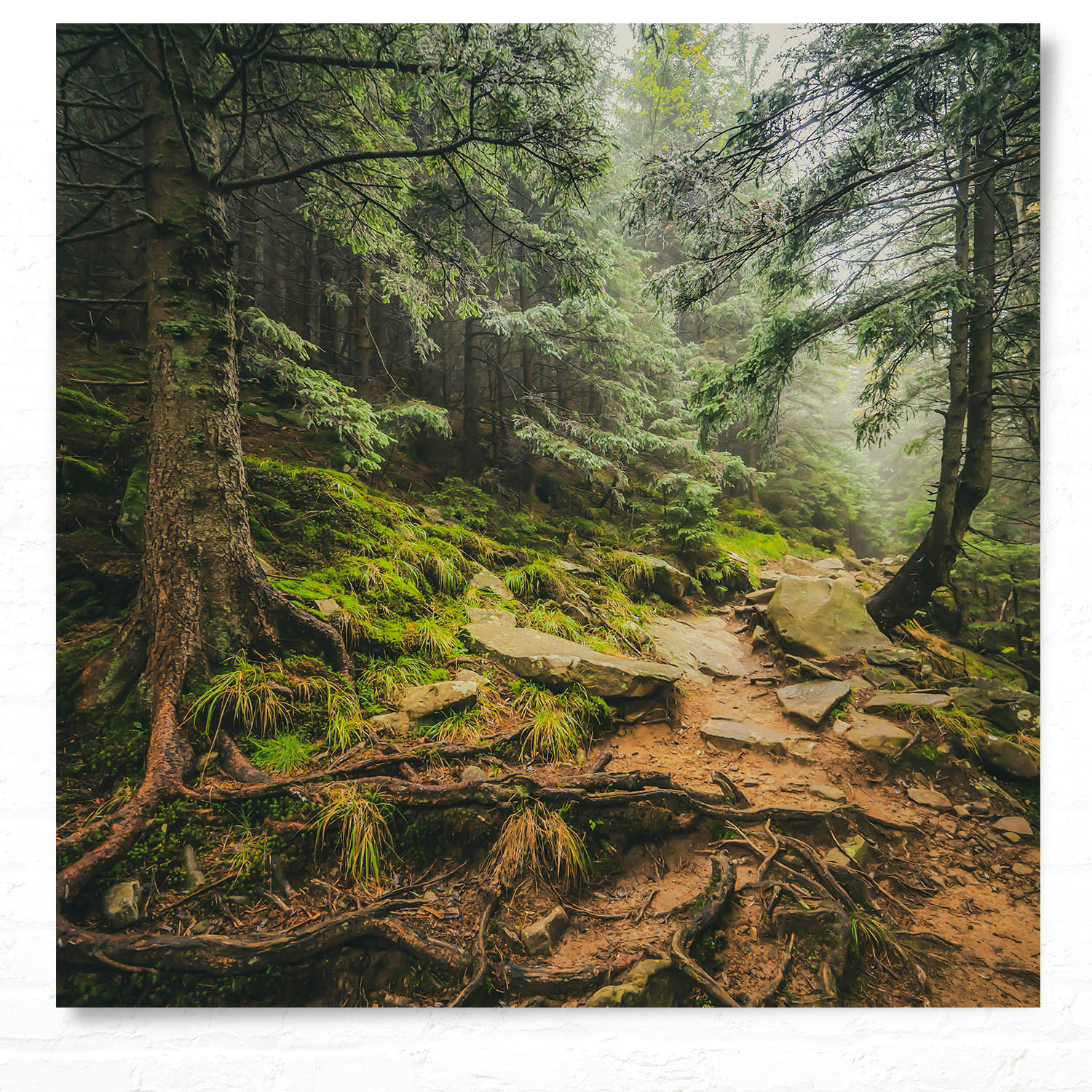 Poster 50x50cm Steinig Wald & Bäume