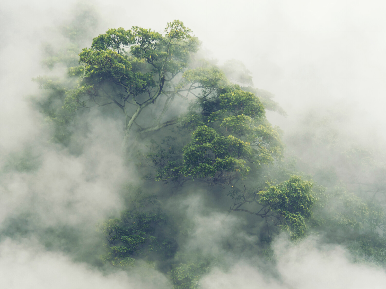 Regenwald Baumkrone im Nebel