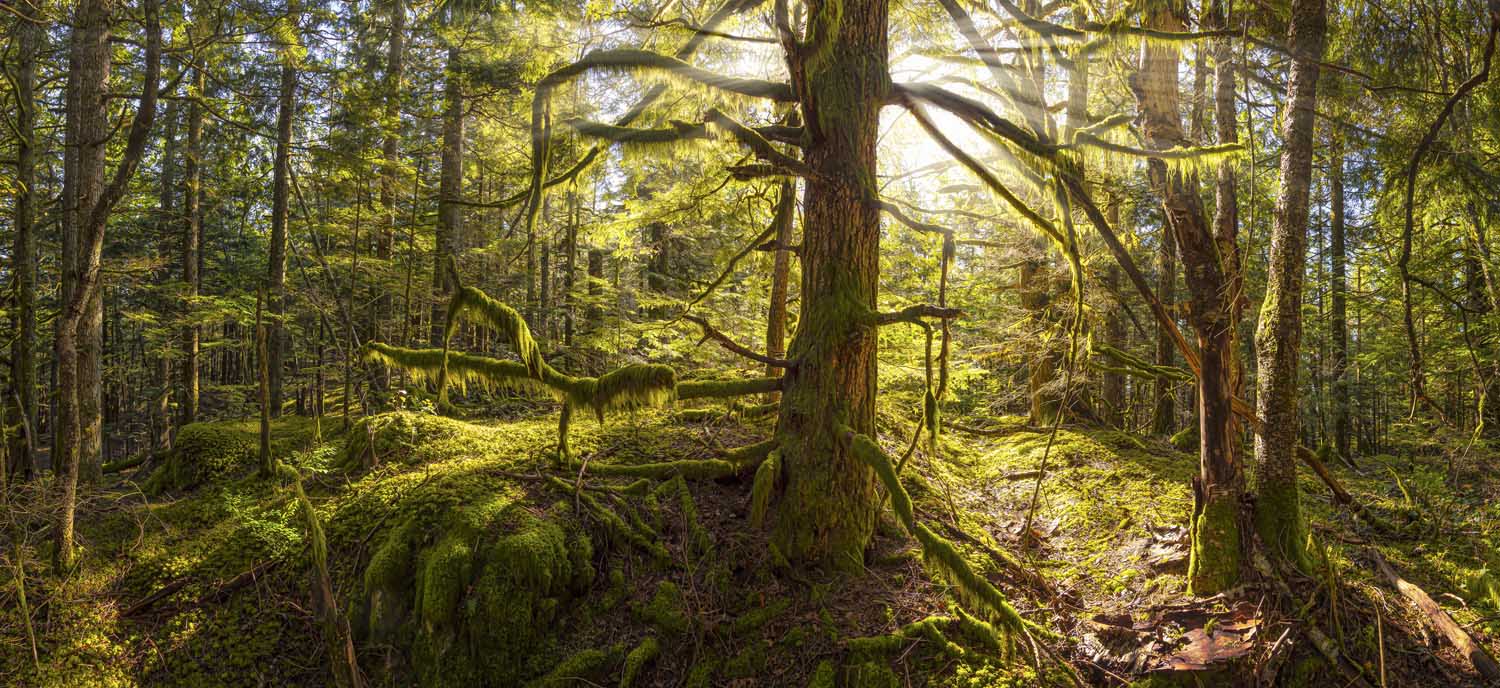 Wald Baum Sonnenhain im schwarzen Bilderrahmen, 110x50cm